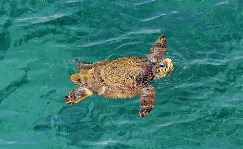 Sea Turtles Move Flippers in Karate-Like Moves to Take on Prey - Newsweek