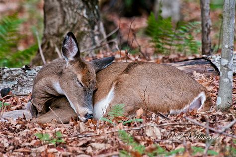 Bob Havener Photography | Whitetail Deer | Sleeping Doe