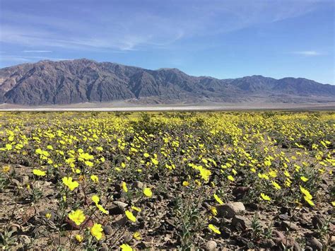 Millions of flowers blanket Death Valley in first 'super bloom' in a decade