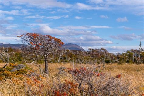 Patagonian tree. | Smithsonian Photo Contest | Smithsonian Magazine