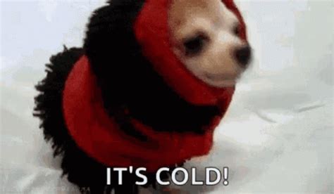 Cold GIF - Cold - Discover & Share GIFs