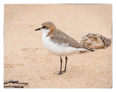 Red-capped Plover - Mogareeka, NSW | Australian birds, Rocky shore, Plover