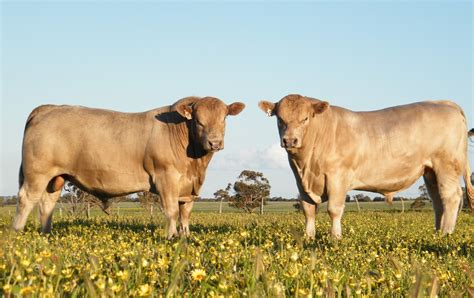 Bull for Sale Australia | Murray Grey Cattle | Worldwide