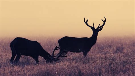 Deer Antlers Wallpapers - Wallpaper Cave