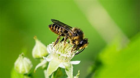 Leafcutter Bees | Identification, Habitat, and Behavior - peSTopped