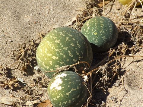 Paddy Melon, weed in Central Australia. | Flickr - Photo Sharing!