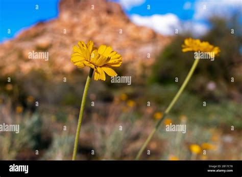 Vibrant Yellow Arizona Desert Wildflowers With Rock Formation in the ...