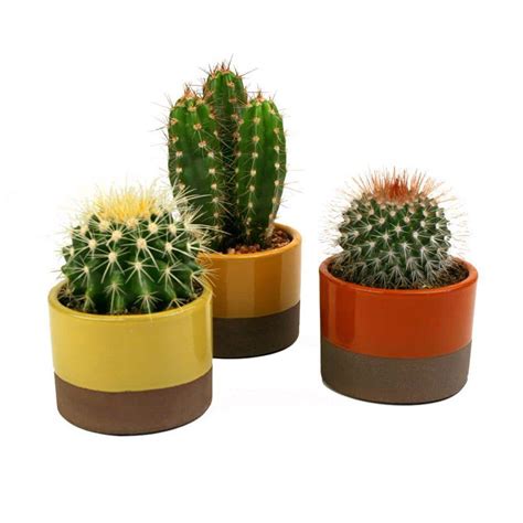 3.5 in Assorted Cactus Plant in Horizon Deco Pot (3-Pack)-0881009 - The ...