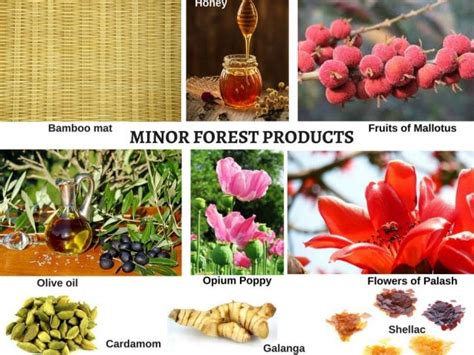 Daily Current Affairs on Mechanism for marketing of Minor forest produce (MFP) Scheme for UPSC ...