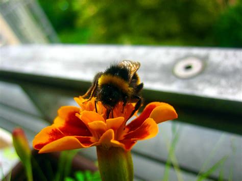 Free picture: bumblebee, macro, insect