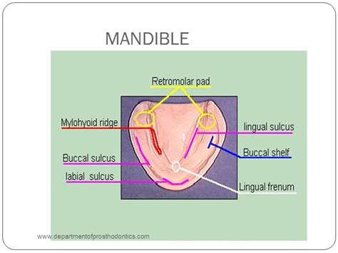 Retromolar Pad Anatomy