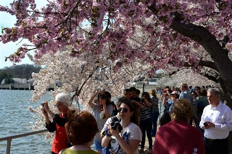 Cherry blossoms on the National Mall | Jonathan Bloy