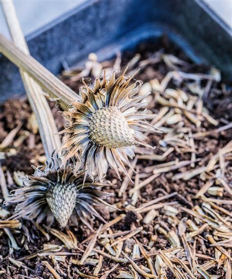 How to harvest coneflower seeds: a simple guide | Homes & Gardens