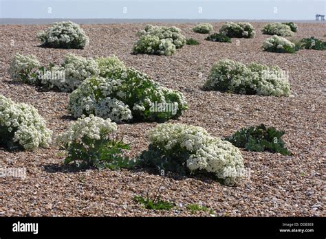 Shingle Beach Plants High Resolution Stock Photography and Images - Alamy