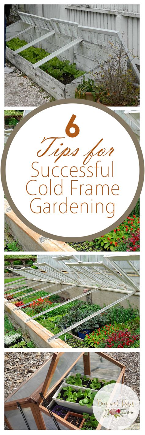 6 Tips for Successful Cold Frame Gardening ~ Bees and Roses