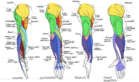 Arm Muscles Names - Abduction, flexion, rotation, and extension of arm ...