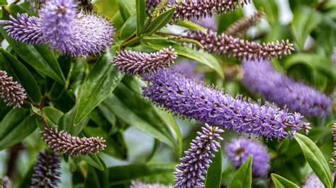 How to Grow and Care for Dwarf Butterfly Bush