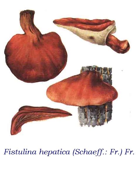 Fistulina hepatica: Systematics, Habitat, Recognition