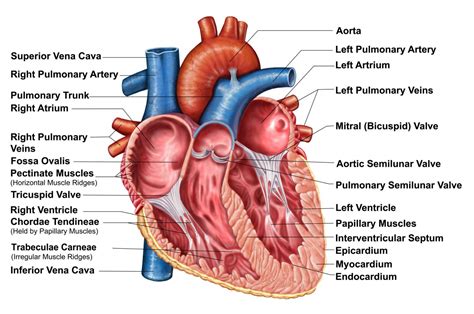 The 3 Layers of the Heart Wall