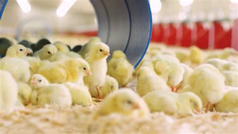 Poultry Production Management | University of Maryland Extension