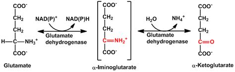 Glutamate Dehydrogenase Transamination