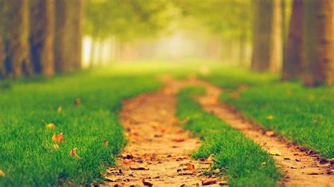 Path Between Green Grass In Blur Trees Background 4K HD Nature Wallpapers | HD Wallpapers | ID ...