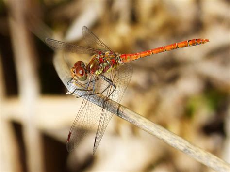 Free Images : branch, fly, insect, fauna, invertebrate, close up, wings, beauty, macro ...