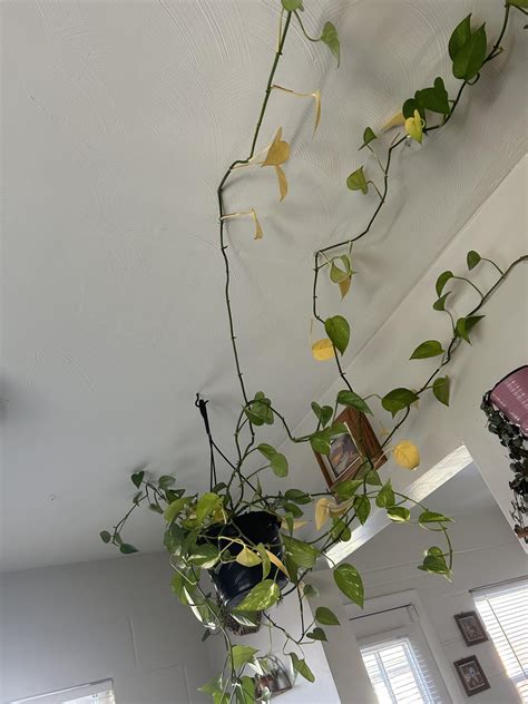 Why are all my pothos leaves turning yellow? : r/plants
