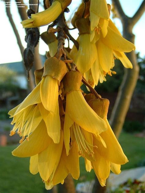 Kowhai, Pelú Sophora microphylla | Flower images, Flower painting ...