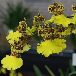 Oncidium Orchids - Varieties - Dancing Girl Orchids | Nurseries Online