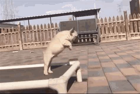 Dog Fail GIFs | Tenor