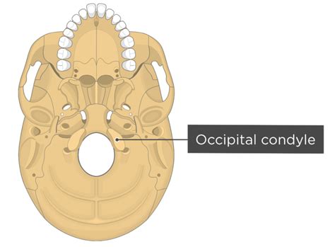 Skull Bone Markings - Inferior View - Part 2