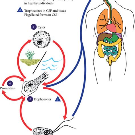 This illustration depicts the life cycle of Naegleria fowleri, the... | Download Scientific Diagram