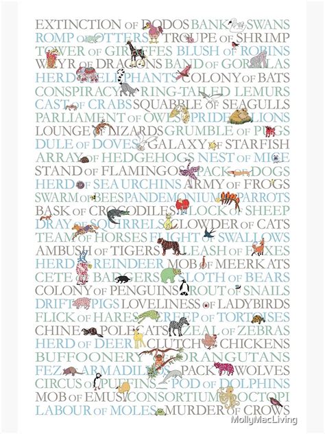 "Animal Collective Nouns" Poster for Sale by MollyMacLiving | Redbubble