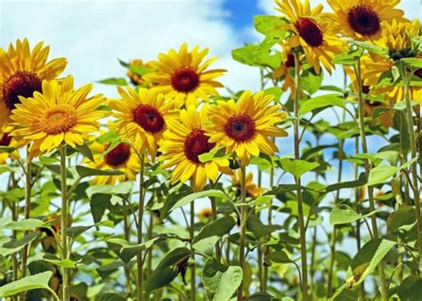 10 sunflower garden ideas 🌻 ☀️ Cultivating fields of golden delight