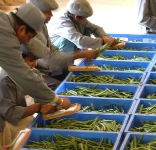 Harvesting Vanilla Bean - The Mistress of Spices, SINGAPORE, Malaysia ...