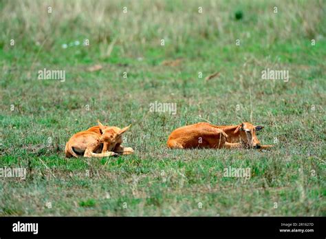 Topik calves hi-res stock photography and images - Alamy