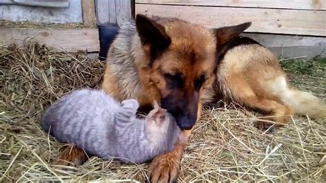 The friendship between a German Shepherd and domestic cat - YouTube