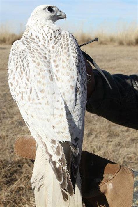 BIRDING MONGOLIA