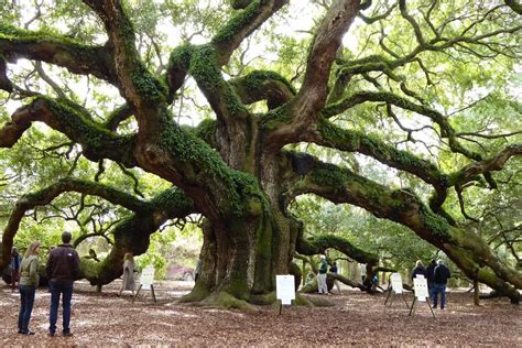 Visiting the Angel Oak Tree in Low Country - MORE TIME TO TRAVEL