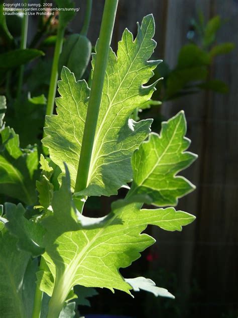 Poppy leaves, shape veins, texture | Papaver, Breadseed poppy, Beautiful flowers garden