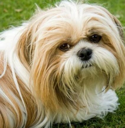 BEST PRICE PUPPIES !!! | Shih Tzu Puppy Price Bangalore