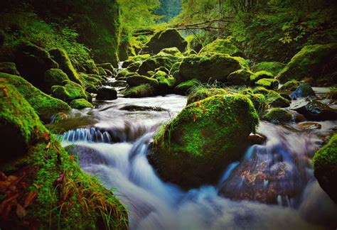 Early summer of the surface of the water like a green abstract painting ...