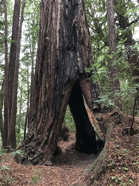 Walk through redwood, San Mateo County, California USA [1334x750][OC] : r/EarthPorn