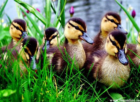 Baby Duck Wallpapers - Wallpaper Cave