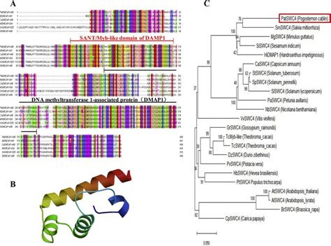 Bioinformatics analysis of PatSWC4 amino acids. (A) Amino acid sequence... | Download Scientific ...