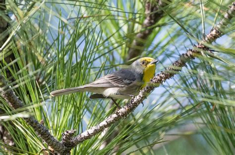 Birds of Cuba – An Internet Field Guide to Rare Cuban Birds