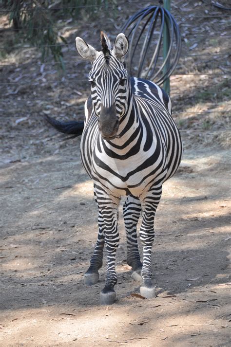 Free Images : nature, animal, wildlife, zoo, fauna, black white, vertebrate, zebras, zebra ...