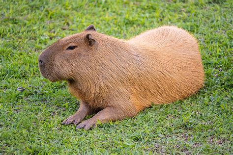 Caviidae - Wikipedia