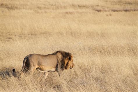 Lion in the savannah stock photo. Image of park, nature - 22617280